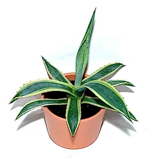 agave.JPG