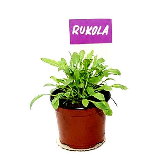 rukola.JPG