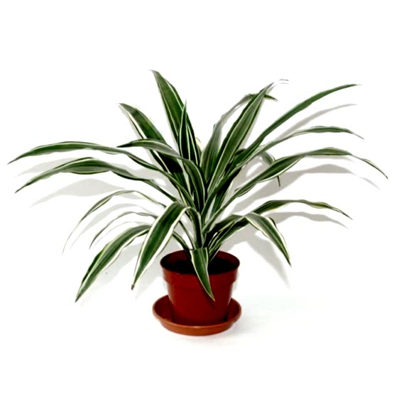 dracena-sanderiana-dracinec.JPG