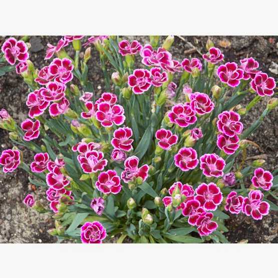 dianthus-pink-kisses.jpg