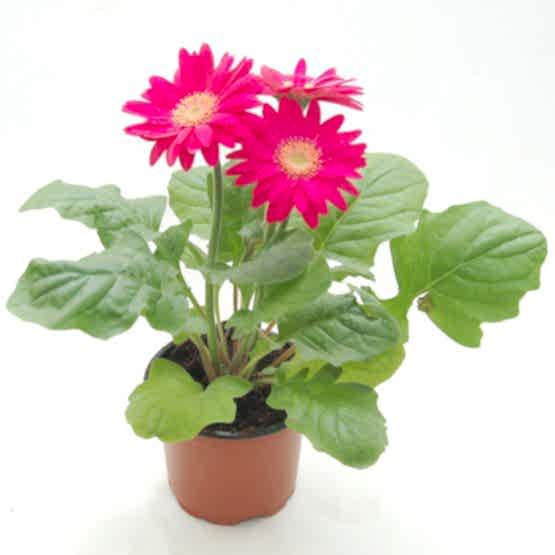 gerbera-ruzova-hrnkovka-majak.JPG