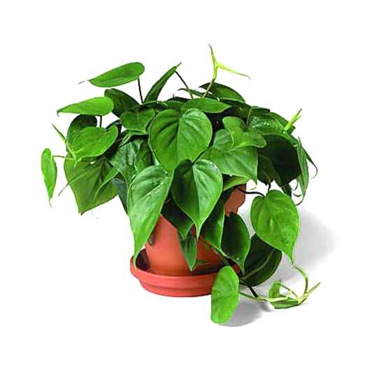 philodendron-scandens-filodendron-pnacy.jpg