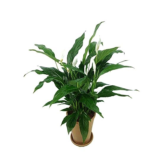 spathiphyllum-811383_1280.jpg