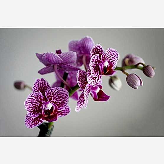 phalenopsis.jpg