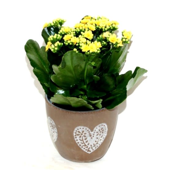 kalanchoe.JPG