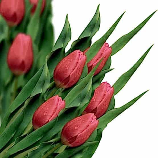 tulips.jpg